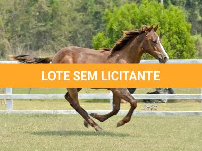 LOTE 013 - LITTLE QUEEN DUN IT