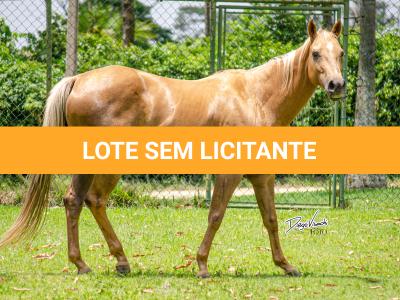 LOTE 002 - FIREWATER ICY LADY (VENTRE PARA LIVRE ACASALAMENTO)