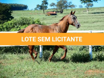 LOTE 009 - CHRISTY RED CAT (2x1)