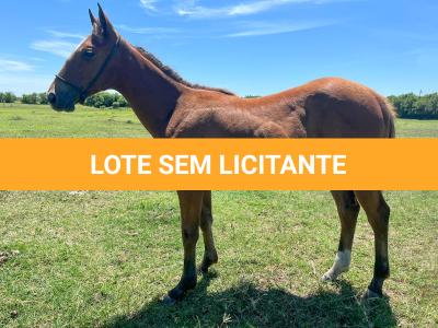 LOTE 015 - HIGH SPIN MG2