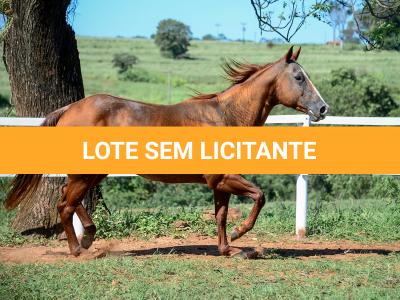 LOTE 009 - CHRISTY RED CAT (2x1)