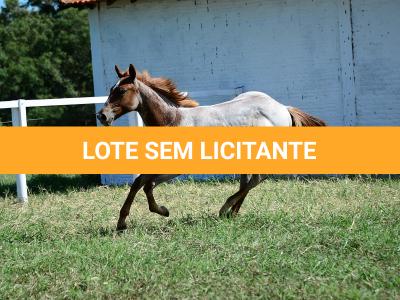 LOTE 002 - DUCATTI CAT VRA