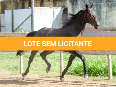 LOTE 200 - I’M A BIG DEAL (Cobertura)