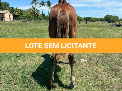 LOTE 015 - HIGH SPIN MG2