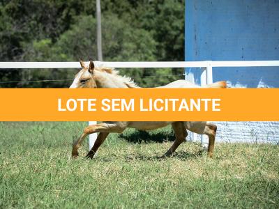 LOTE 016 - KYLE GUN VRA
