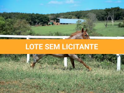 LOTE 002 - DUCATTI CAT VRA
