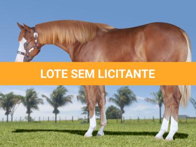 LOTE 002 - SPARK DEL SHOOT