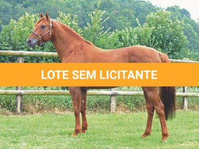 LOTE 100 - PIM QUICK (Cobertura)