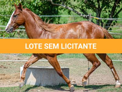 LOTE 006 - LAST BRYAN STARLIGHT