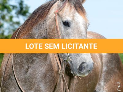 LOTE 011 - ROSIES JAY Z