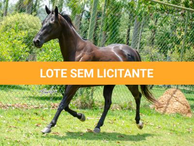 LOTE 002 - WANNA BET BC (VENTRE PARA LIVRE ACASALAMENTO)