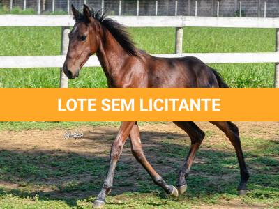 LOTE 012 - VRC SOBERANO