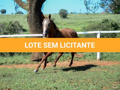 LOTE 009 - CHRISTY RED CAT (2x1)