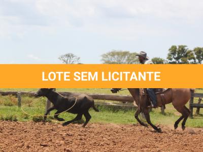 LOTE 013 - CANETA