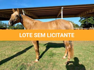 LOTE 005 - RED ACRE SWR