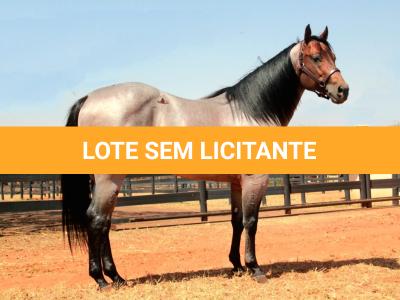 LOTE 011 - EMBRIÃO EFETIVADO - BLACKSMITH FAME BG x BUENA DIAMOND JPJ