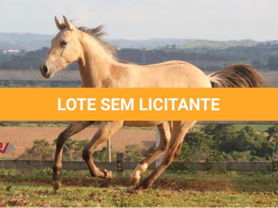 LOTE 011 - REYDIOACTIVE JPJ