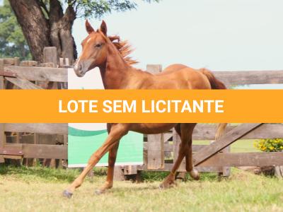 LOTE 014 - SAN JAY BUENO