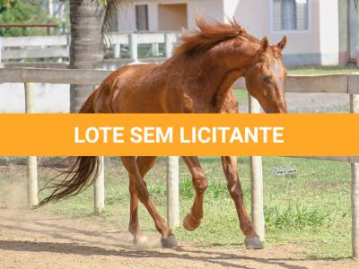 LOTE 100 - PIM QUICK (Cobertura)