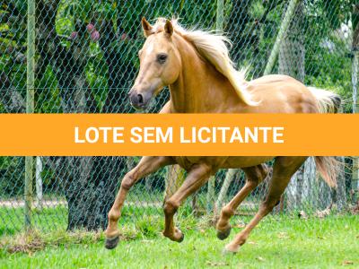 LOTE 002 - FIREWATER ICY LADY (VENTRE PARA LIVRE ACASALAMENTO)