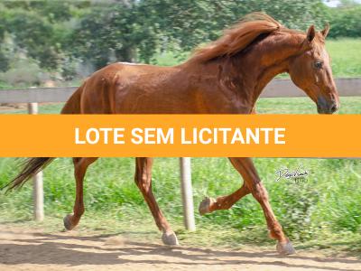 LOTE 100 - PIM QUICK (Cobertura)