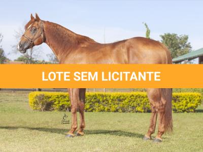 LOTE 100 - MALBORO RED KID (VENDA DE COBERTURAS)