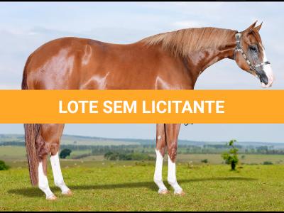 LOTE 006 - WHIZ LENA Z