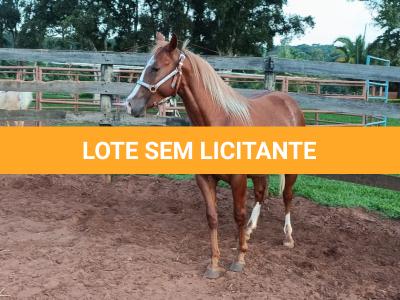 LOTE 008 - DUAL BROWN CAT MPQ