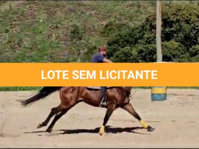 LOTE 005 - JACK FAME M FISHERS