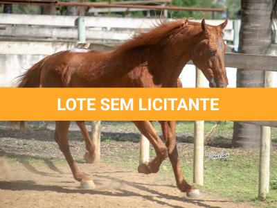 LOTE 100 - PIM QUICK (Cobertura)