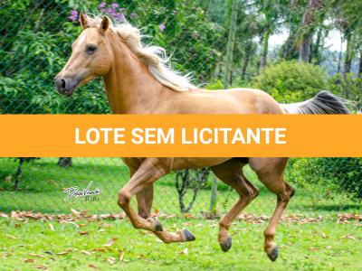 LOTE 001 - FIREWATER ICY LADY (VENTRE PARA LIVRE ACASALAMENTO)