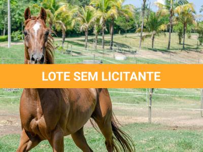 LOTE 011 - MY FIRST FLY