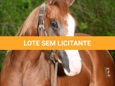 LOTE 005 - WHIZ LENA Z