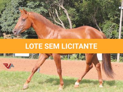 LOTE 008 - SPIRIT HANCOCK