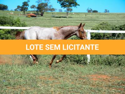 LOTE 002 - DUCATTI CAT VRA