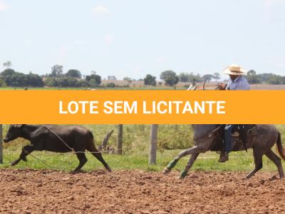 LOTE 011 - LUDMILA