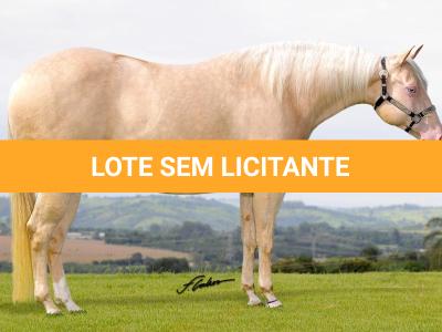 LOTE 011 - EMBRIÃO EFETIVADO - BLACKSMITH FAME BG x BUENA DIAMOND JPJ