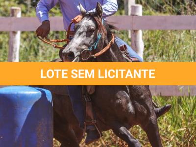 LOTE 006 - MY ZORRERO BOY