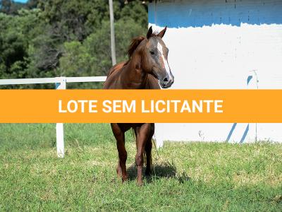 LOTE 009 - CHRISTY RED CAT (2x1)