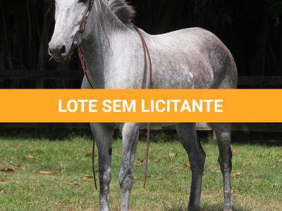 LOTE 011 - LUDMILA