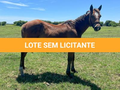 LOTE 015 - HIGH SPIN MG2