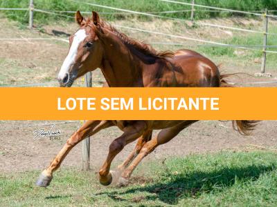 LOTE 010 - LAST BRYAN STARLIGHT