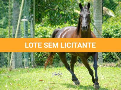 LOTE 002 - WANNA BET BC (VENTRE PARA LIVRE ACASALAMENTO)