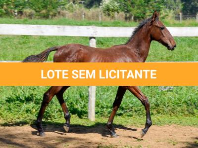 LOTE 012 - VRC SOBERANO