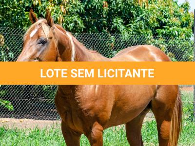 LOTE 007 - TAY BEE FAME I9