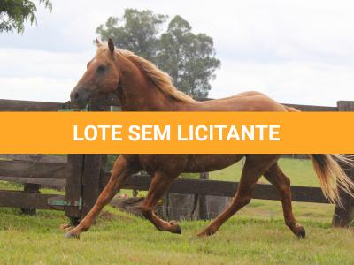 LOTE 010 - SUNSHINE CAL OLENA