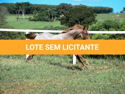 LOTE 002 - DUCATTI CAT VRA