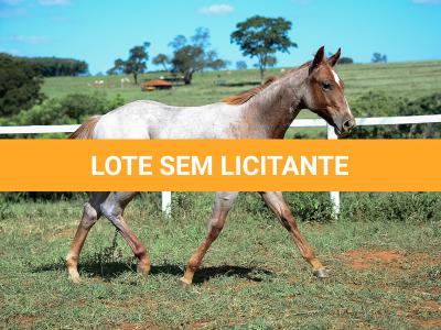 LOTE 002 - DUCATTI CAT VRA