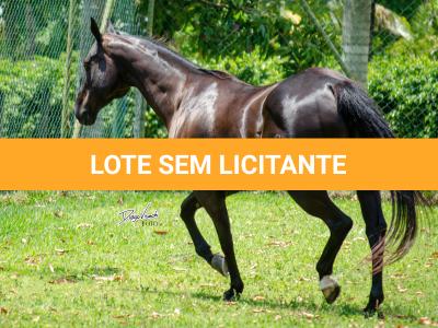 LOTE 002 - WANNA BET BC (VENTRE PARA LIVRE ACASALAMENTO)