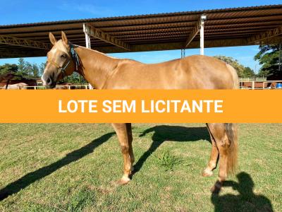 LOTE 005 - RED ACRE SWR